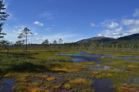 Aapa mire finland